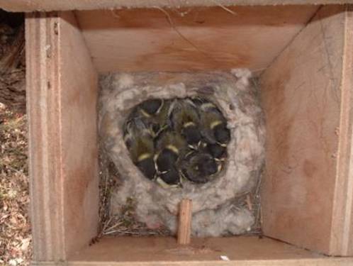 great  tit nestbox
